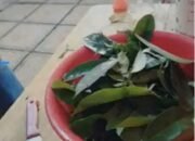 Putih Dengan Daun Sirsak, Alternatif Pestisida Ramah Lingkungan