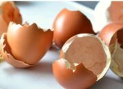 Cangkang Telur Diolah Menjadi Pupuk Organik dan Biopestisida